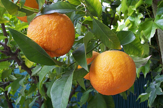 Naranja agria (Citrus aurantium), sour orange used in Cuban cooking